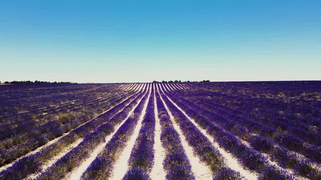 Campos de Lavanda en Tiedra (Valladolid)