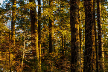 Eastern Hemlocks At Last Light, Ferris Lake Wild Forest Area, Adirondack Forest Preserve, New York