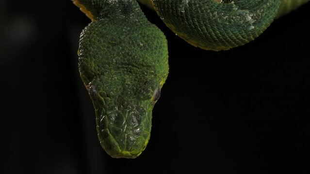 emerald tree boa head hanging  from branch portrait night time