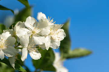 Beautiful white jasmi,e flowers on a tree