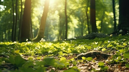 warm sunlight nature background