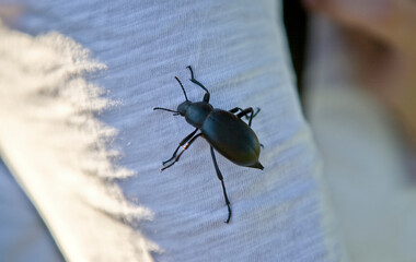 Black beatle on my arm