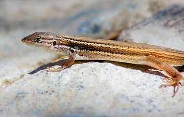Algerian psammodromus or  psammodromus algirus