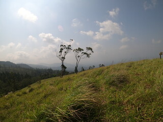 Two Trees Standing Tall on a Grassy Hilltop