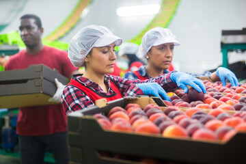 Skilled women working on sorting line at fruit storage, checking quality of selected peaches