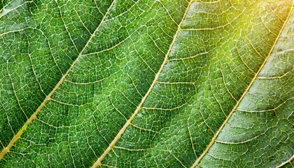 close up green leaf texture background