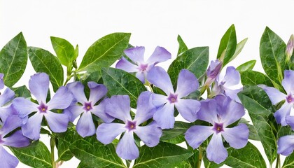 seamless flral pattern border wild periwinkle flowers isolated