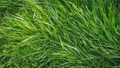 Photo sur Plexiglas Herbe natural green grass background fresh lawn top view