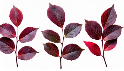 set of twigs berberis thunbergii with leaves in burgundy red color on white background elements for...