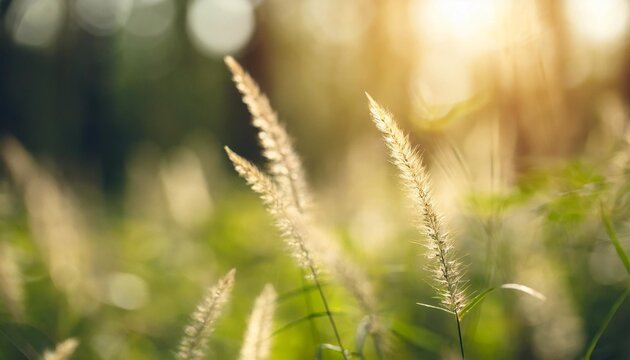 wild grass in the forest at sunset macro image shallow depth of field abstract summer nature background