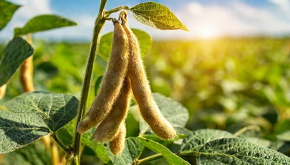 Foto auf Acrylglas soybean pods on soybean plantation in sunlight background close up soybean field soy plant soy pods © Deanne