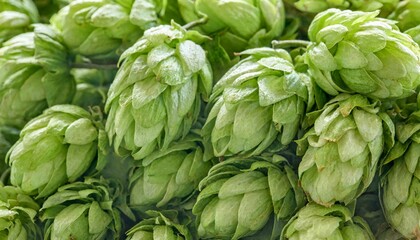 close up background of fresh green beer hops