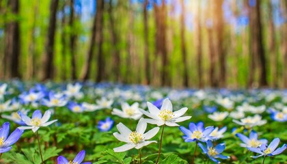 anemone nemorosa flower in the forest in the sunny day wood anemone windflower thimbleweed fabulous green forest with blue and white flowers beautiful summer forest landscape