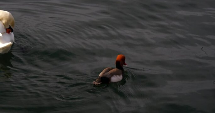 Netta rufina Red-crested pochard on Lake Zurich, Switzerland