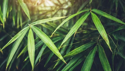 Fototapeten bamboo leaves texture dark abstract background © Deanne