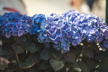 Pink, blue, lilac, violet, purple Hydrangea flower (Hydrangea macrophylla) blooming in spring and...