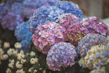 Pink, blue, lilac, violet, purple Hydrangea flower (Hydrangea macrophylla) blooming in spring and...