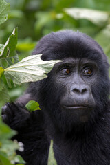 Gorilla Eyes