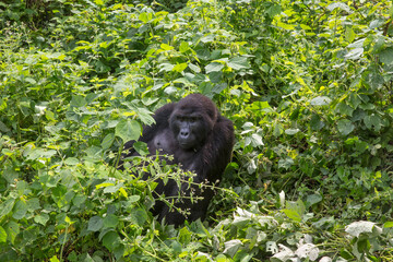 Female Gorilla Resting in FOrest