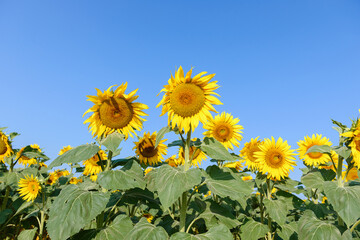 Beautiful sunflowers in the field with bright blue sky - 751847912