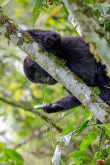 Gorilla Looking for Food