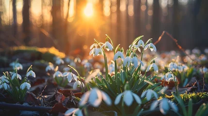  Beautiful first blossom spring flowers snowdrops in forest © Ziyan