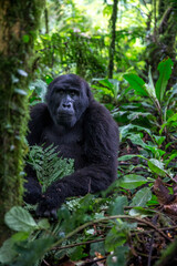 Gorilla in the Forest