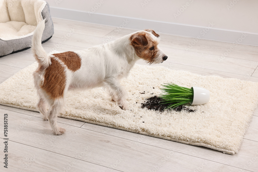 Poster Cute dog near overturned houseplant on rug indoors