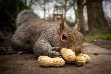 A squirrel eating monkey nuts in Vale Park Wallasey