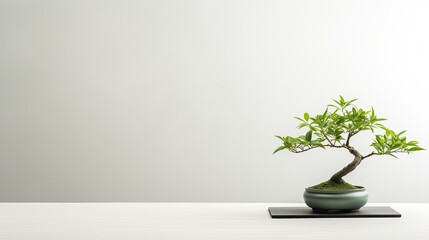 meditation green zen background