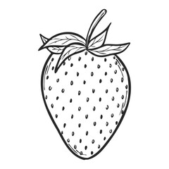 Vector strawberry line art sketch, hand drawn botanical outline illustration. Summer fruit monochrome drawing. Isolated design element for coloring book page, background, pattern, packaging, logo.