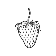 Vector strawberry line art sketch, hand drawn botanical outline illustration. Summer fruit monochrome drawing. Isolated design element for coloring book page, background, pattern, packaging, logo.