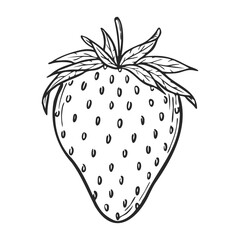 Vector strawberry line art sketch, hand drawn botanical outline illustration. Summer fruit monochrome drawing. Isolated design element for coloring book page, background, pattern, packaging, logo.