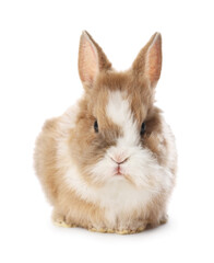 Cute fluffy pet rabbit isolated on white