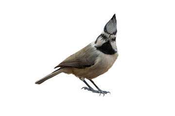 Bridled Titmouse (Baeolophus wollweberi) High Resolution Photo, Perched Head-on, on an Isolated PNG Background - 751854550