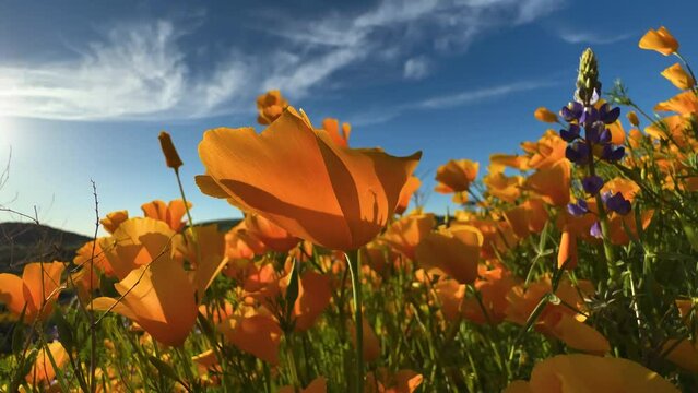 Desert wildflowers in Arizona