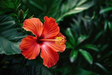 Tropical Beauty: Close-Up of Vibrant Hibiscus, AI Generative
