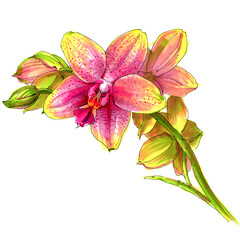 Sketch markers orchid phalaenopsis flower illustration isolated on white background.