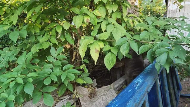 A gray fluffy cat with a collar walks near the stairs in the courtyard of the house. Concepts about pets, freedom, independence, cat breeds, sexual desire, breeding and selling, temperament, offspring