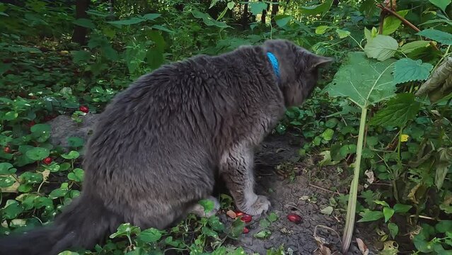 Sick beautiful gray cat Nebelung on the grass. Close-up.High-quality shooting in 4K format. Concepts about pet poisoning, fur, vomiting, treatment, nature walks, freedom and independence, food, caring