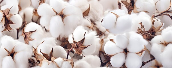 Close up ripe cotton with white fiber grow on plantation