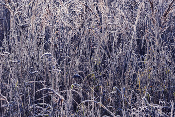 Grass on the meadow at early morning time. - 751859922