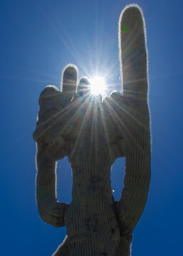 Vey rare Crested Saguaro cactus in the Arizona desert