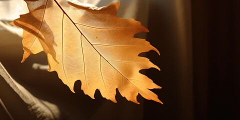 Warm sunlight filters through a curtain, casting a serene leaf silhouette on its surface