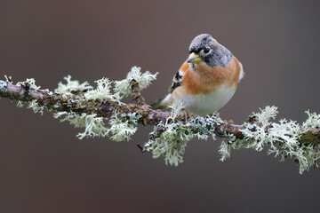 A brambling finch with its striking orange breast rests on a frosty branch entwined with white lichen, against a soft grey backdrop