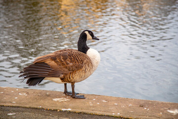 Canada Goose is sitting on the edge of a lake. Her plumage is brown and her throat is black and white