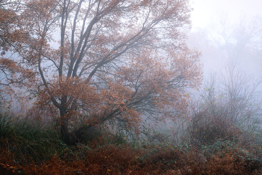 Misty autumn morning with colorful forest foliage
