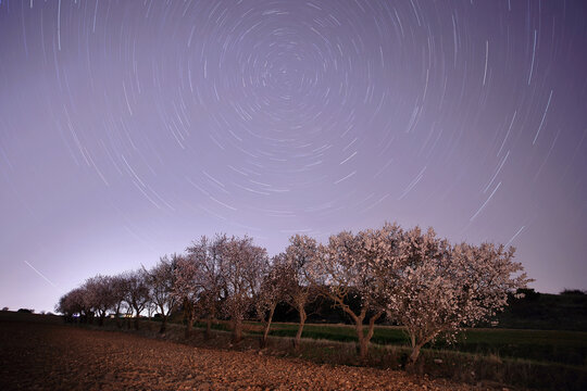 Star trails over blooming almond trees at twilight