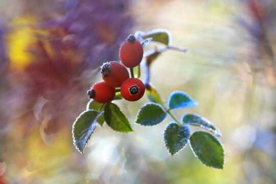 Frosty autumn berries amidst colorful leaves