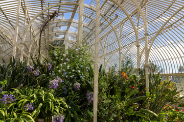 Beautiful greenhouse in National Botanic Gardens, Dublin, Ireland.  Large area with naturalist sections, formal gardens, an arboretum and a greenhouse with Victorian palms.
